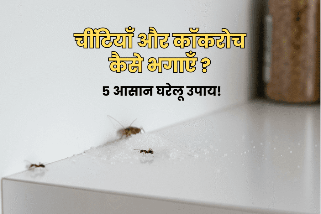 किचन से चींटियाँ और कॉकरोच कैसे भगाएँ: 5 आसान घरेलू उपाय