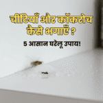 किचन से चींटियाँ और कॉकरोच कैसे भगाएँ: 5 आसान घरेलू उपाय